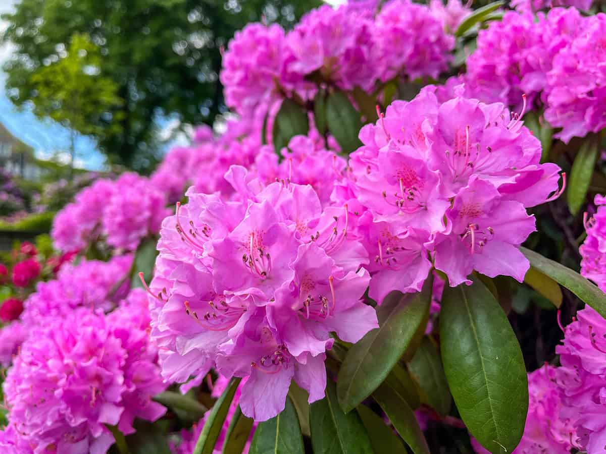 Rhododendron