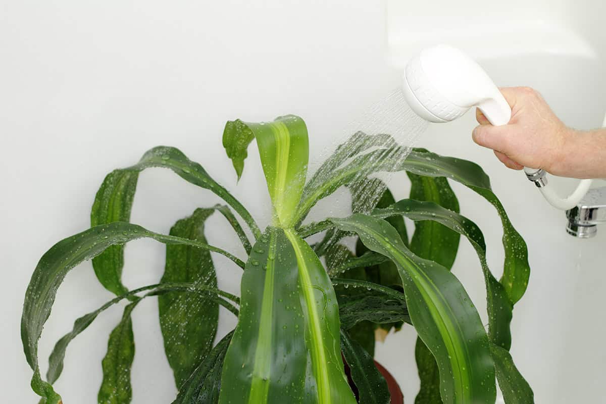 Rinse Plants Under Lukewarm Water