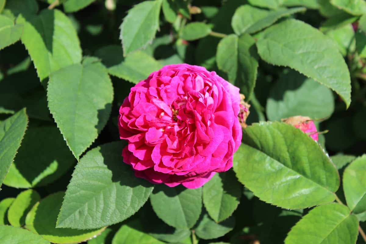 Rose de Rescht