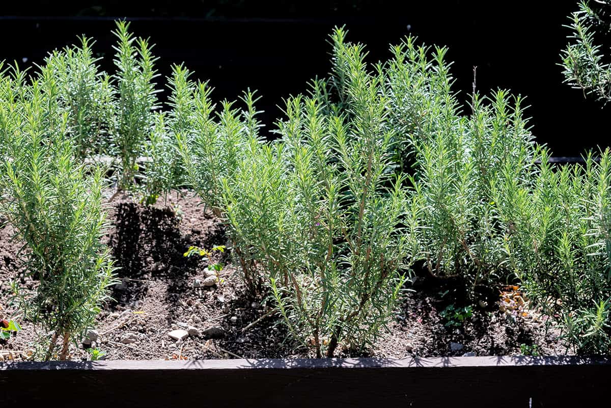 Rosemary
