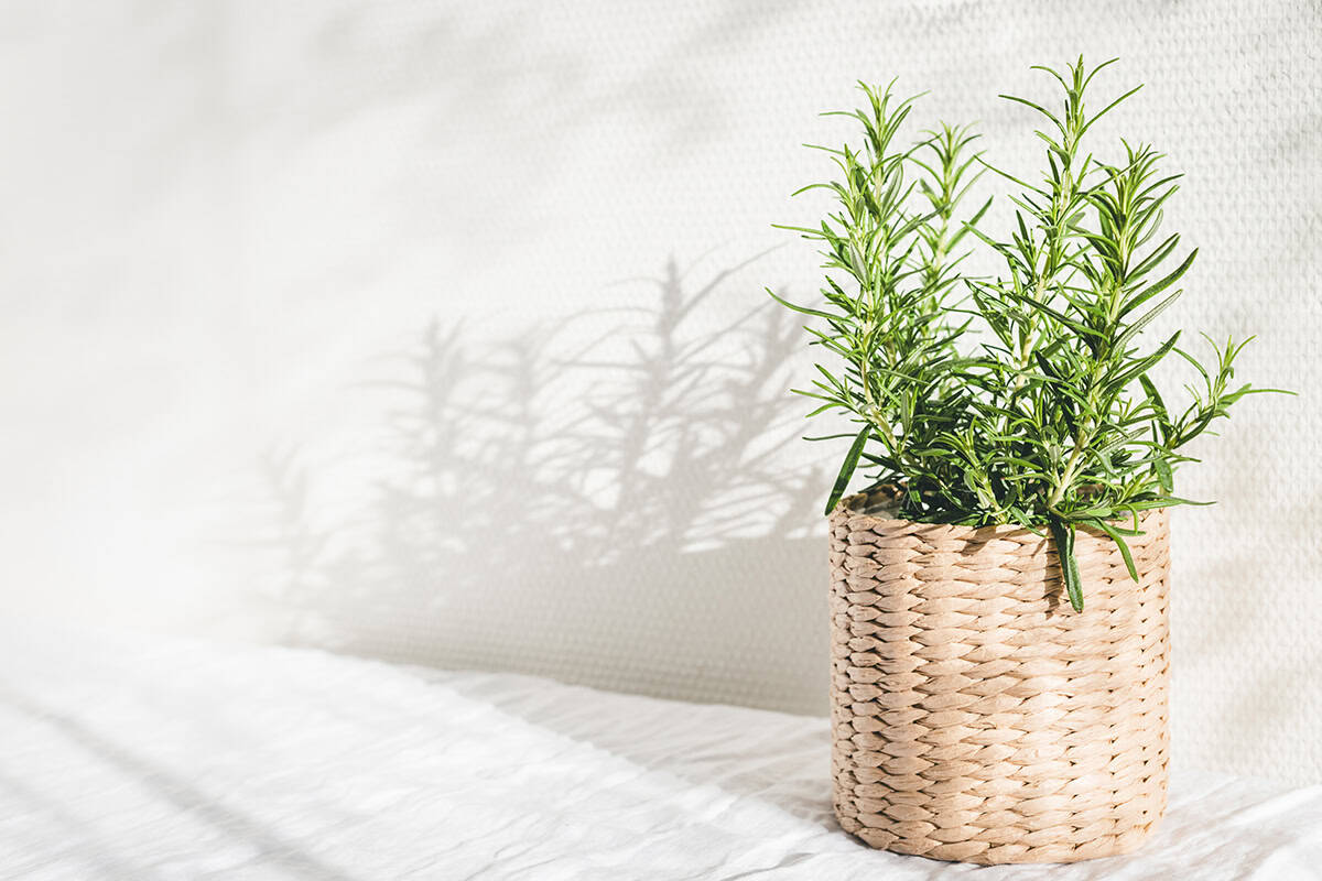 Rosemary