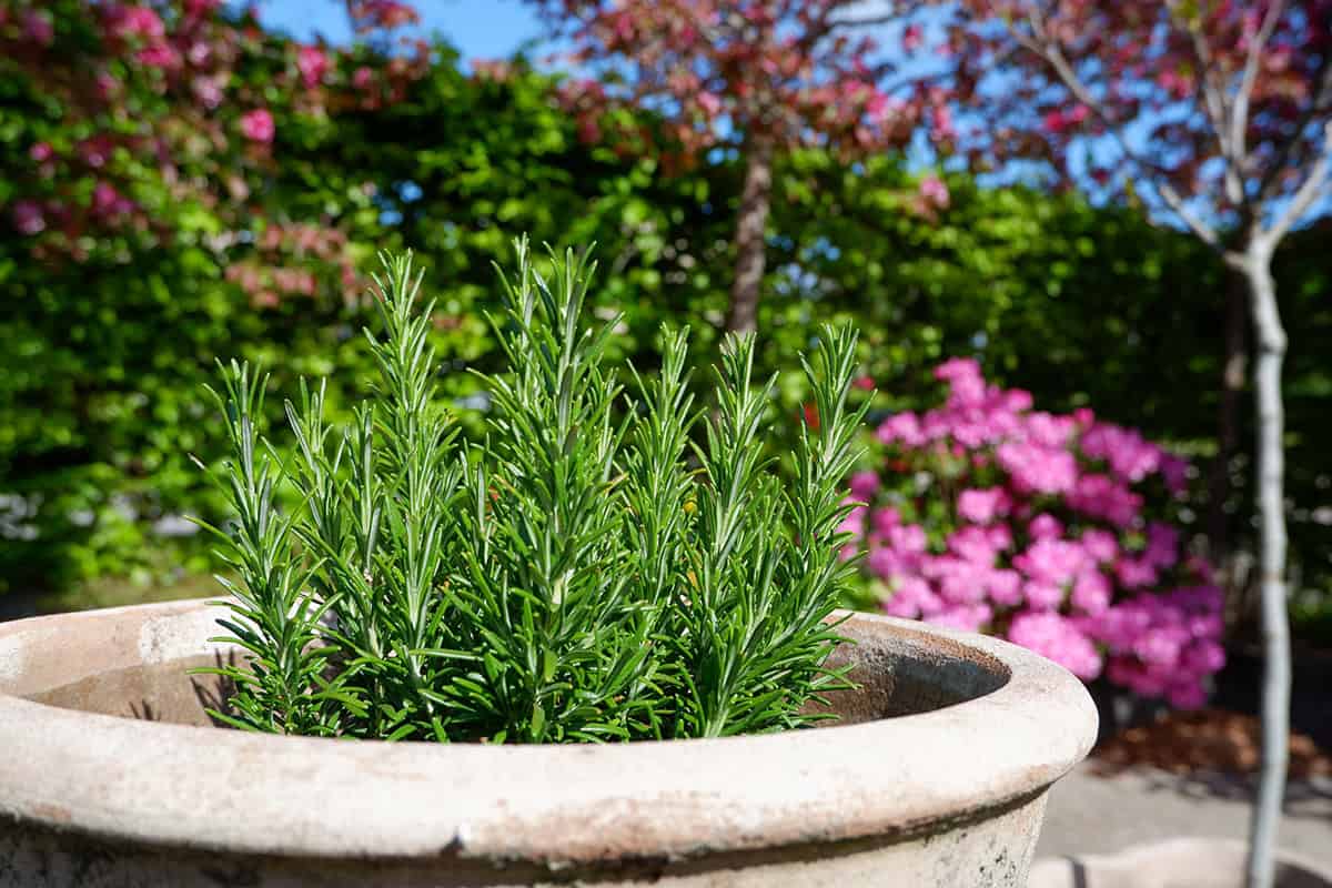Rosemary