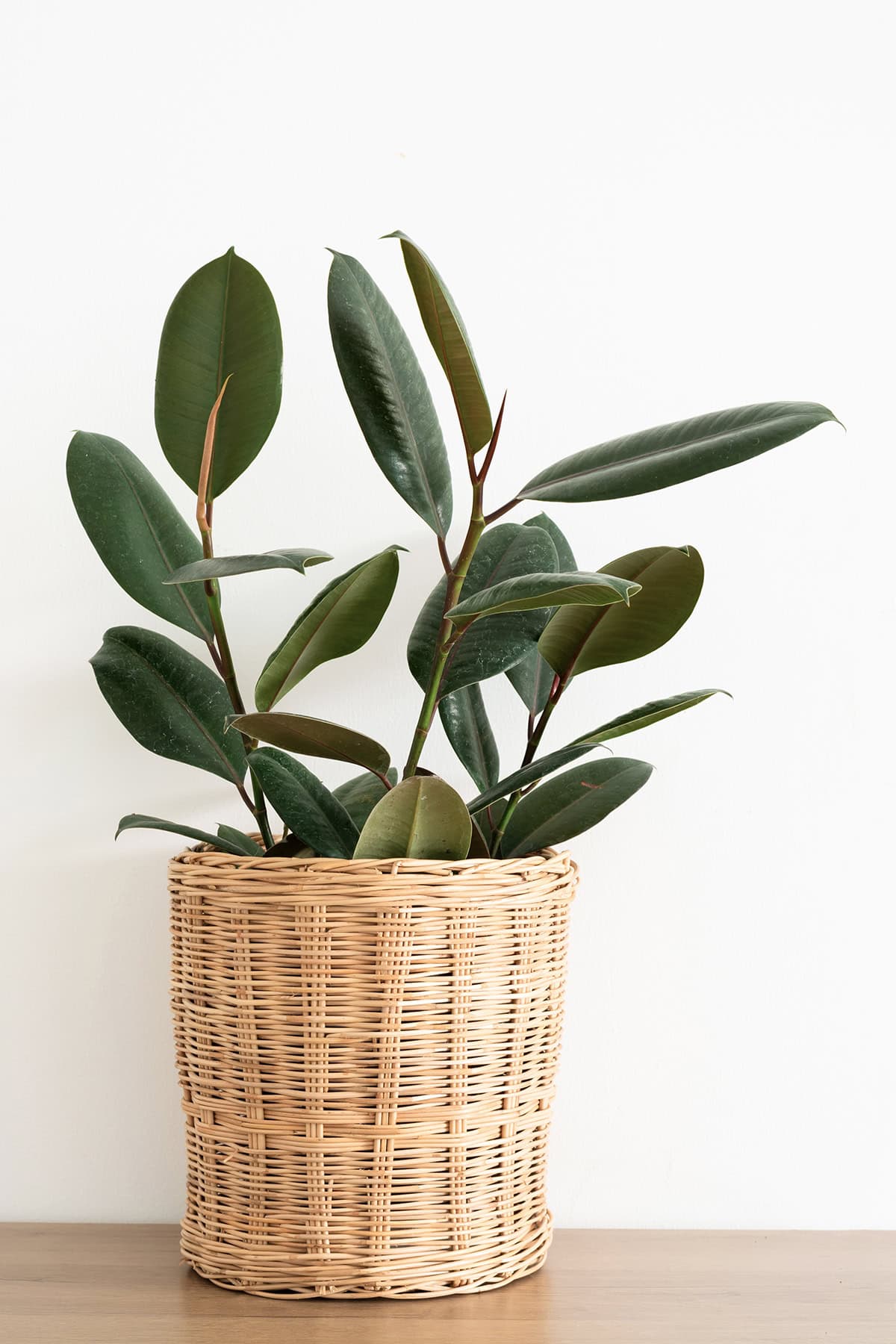 Rubber Plant (Ficus elastica)