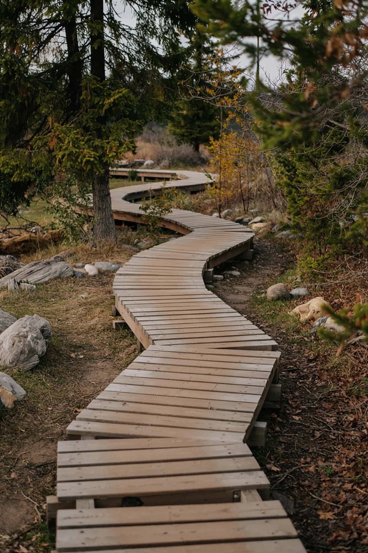 Rustic Wooden Plank Path