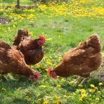 Safe Flowers For Chickens