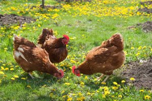 Safe Flowers For Chickens