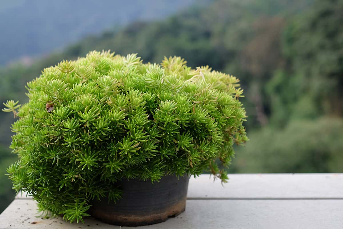 Sedum