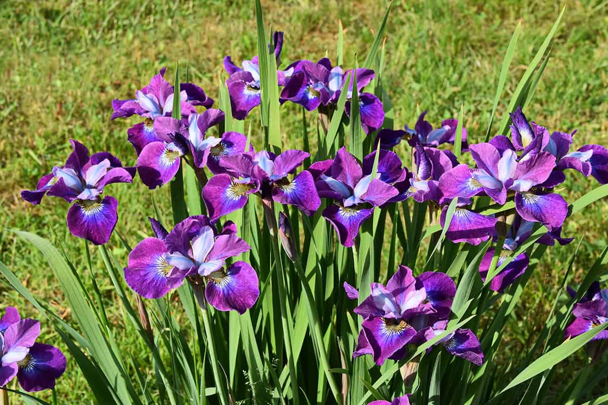 Siberian Iris (Iris sibirica)