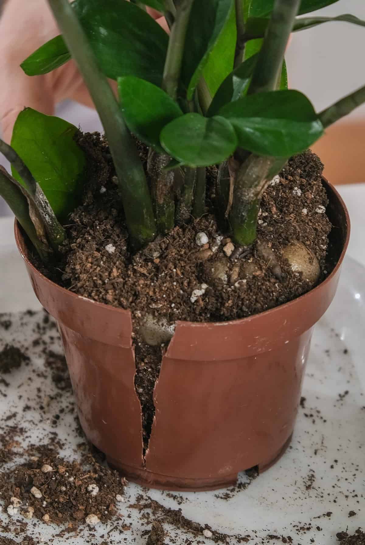 Signs Your ZZ Plant Has Outgrown Its Pot