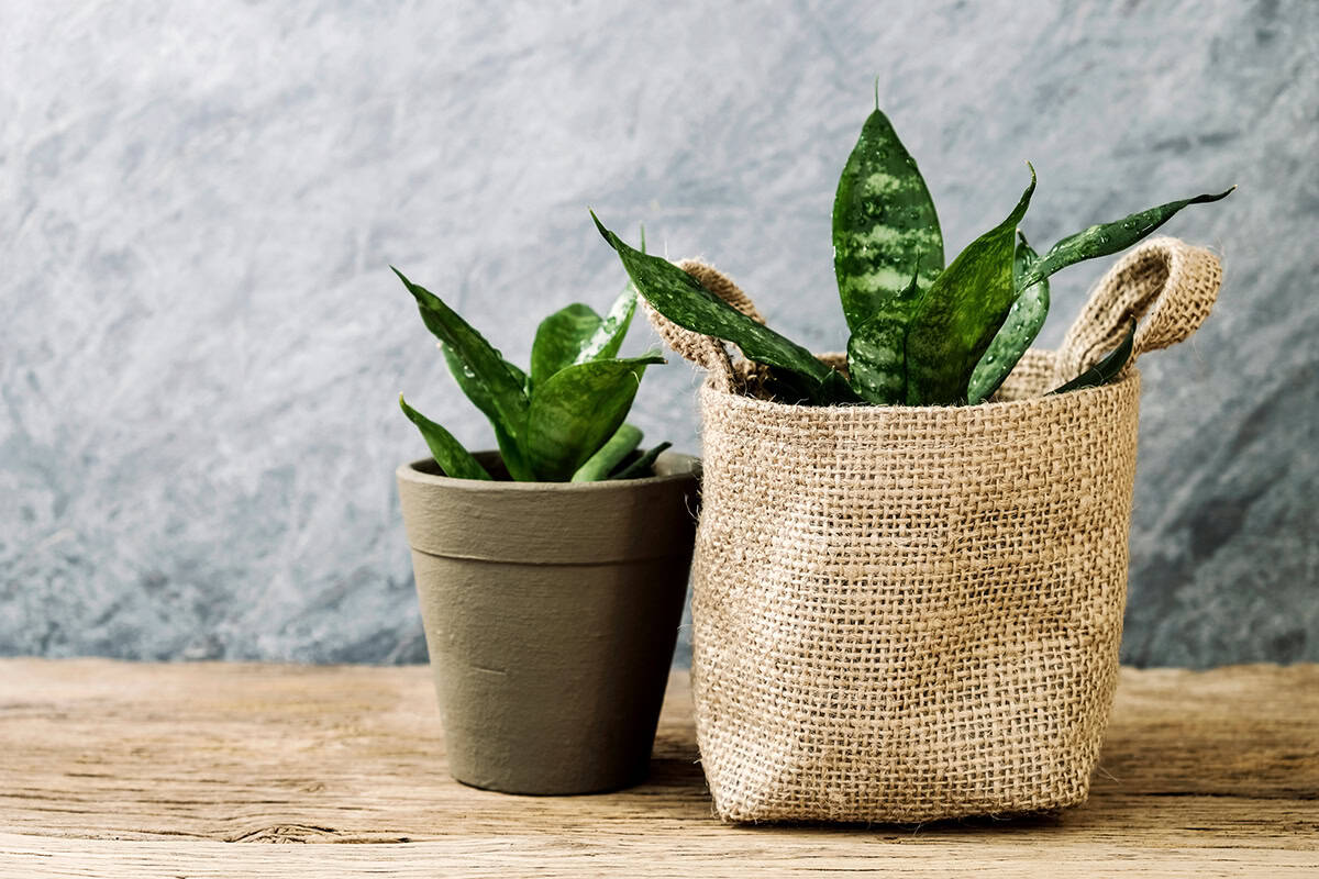 Snake Plant (Sansevieria trifasciata)