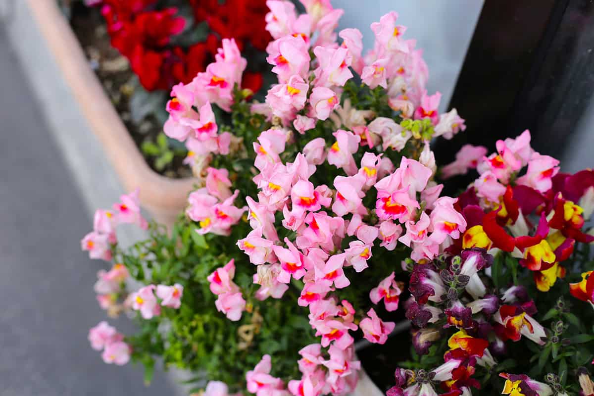 Snapdragon (Antirrhinum)