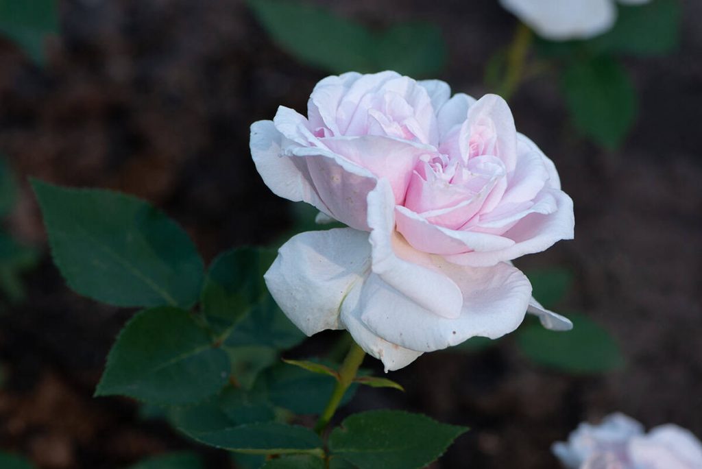 Small Fragrant Roses 22 Stunning Fragrant Roses to Fall In Love With - Plantglossary
