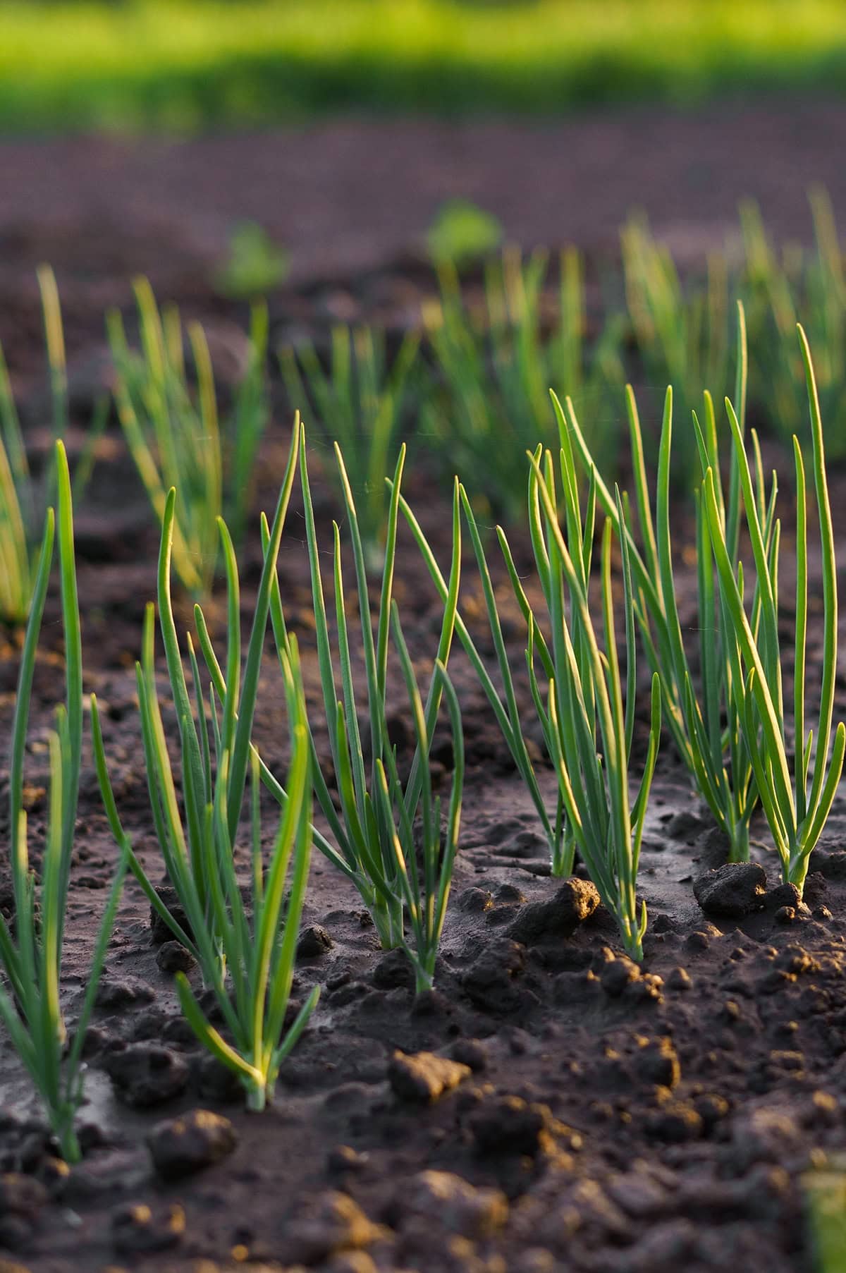 Space Onions Correctly When Planting
