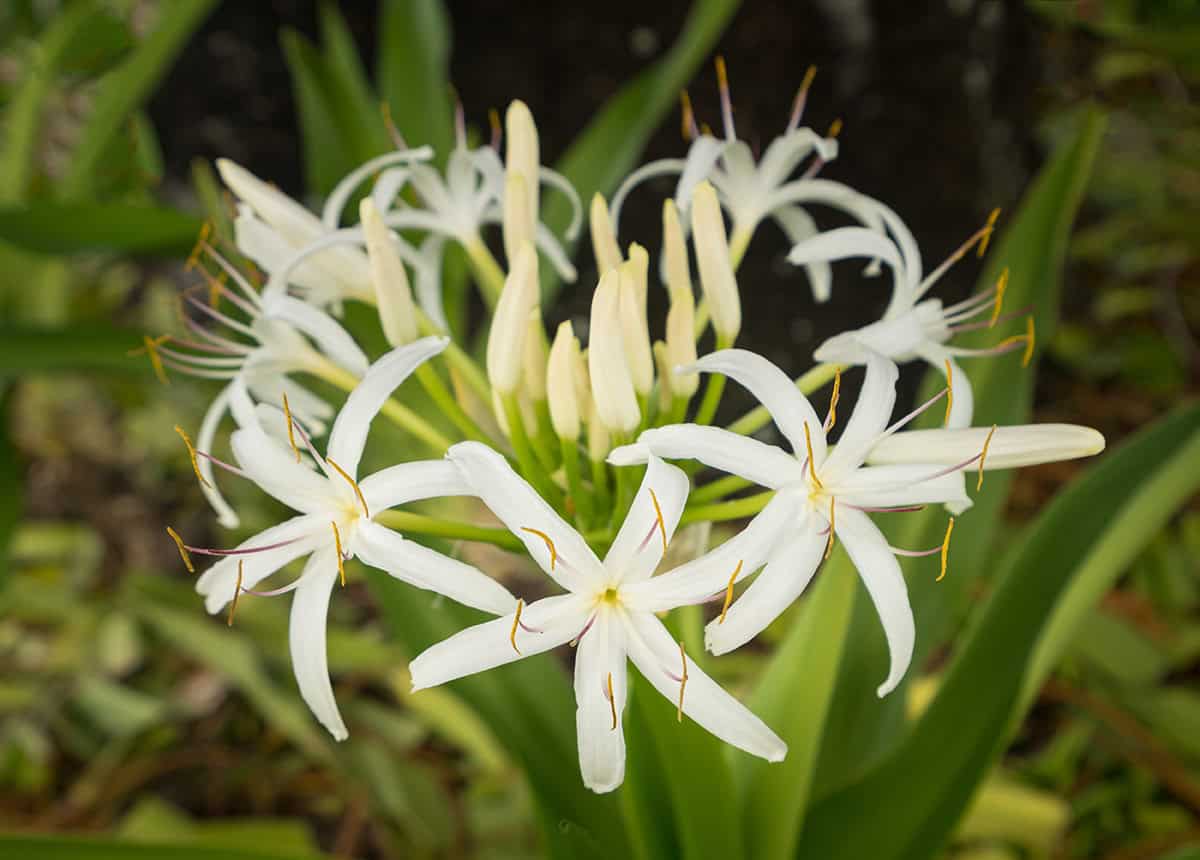 Spider Lily (Crinum asiaticum)