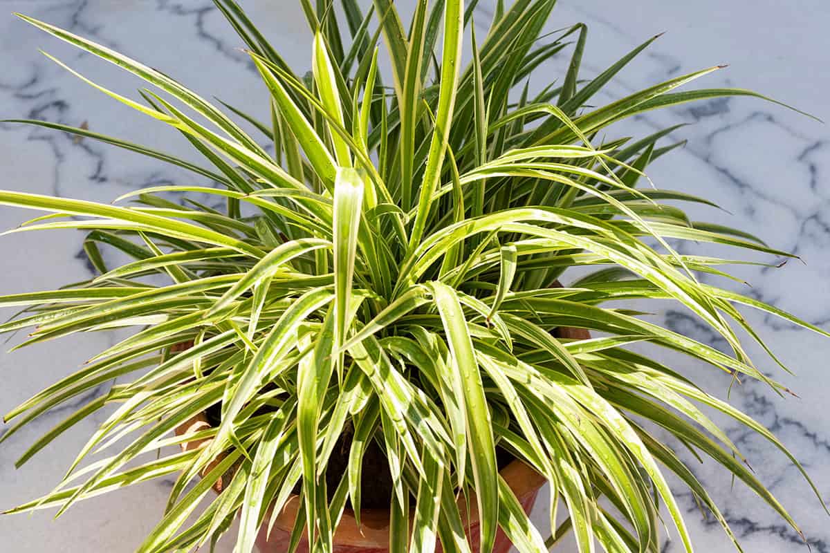 Spider Plant (Chlorophytum Comosum)