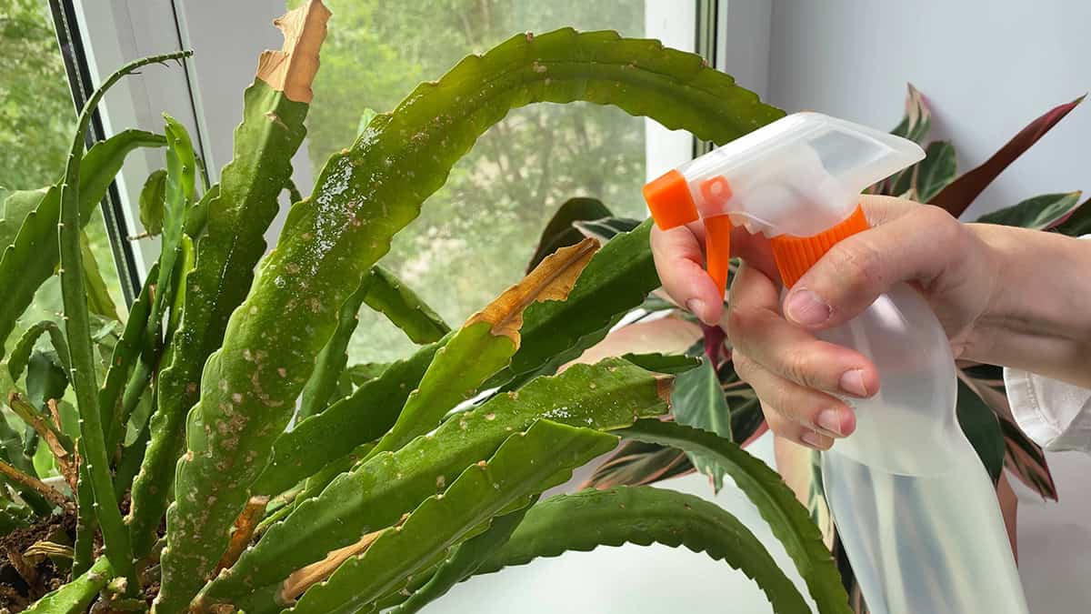 Spray With a Mild Soap Solution