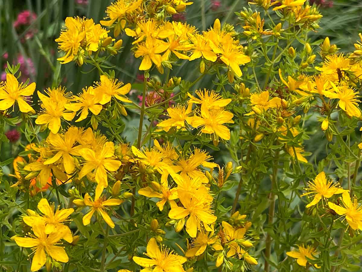 St. John’s Wort