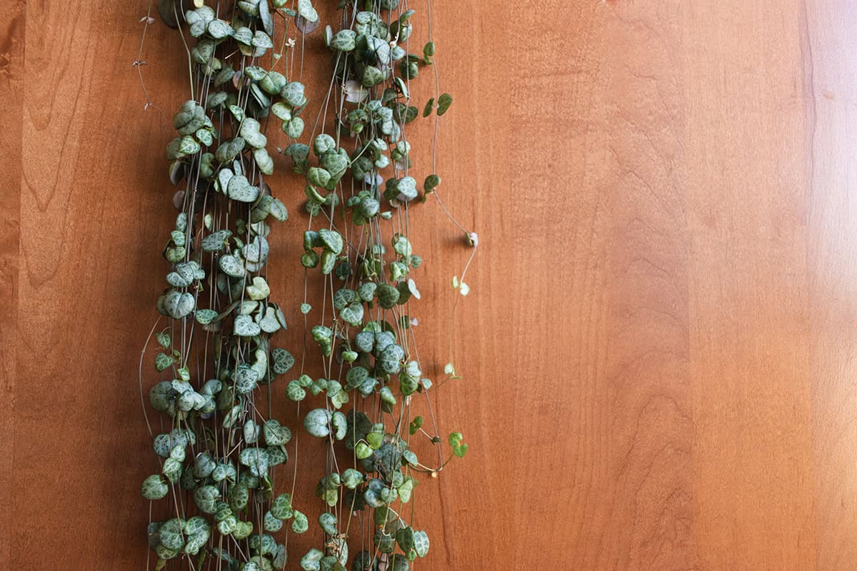 String Of Hearts (Ceropegia Woodii)
