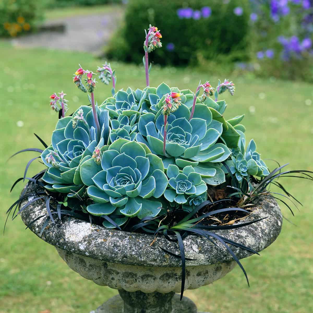 Succulents (Like Sedum Or Echeveria)