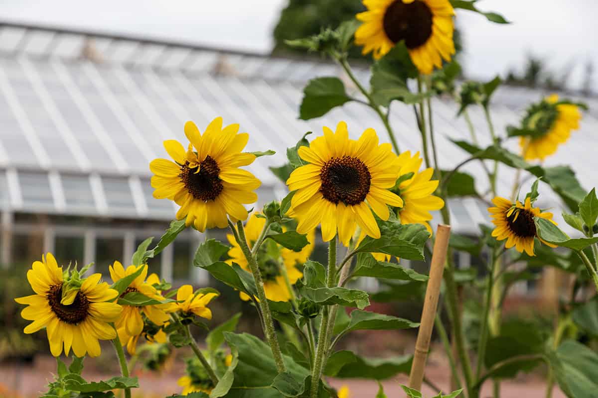 Sunflower