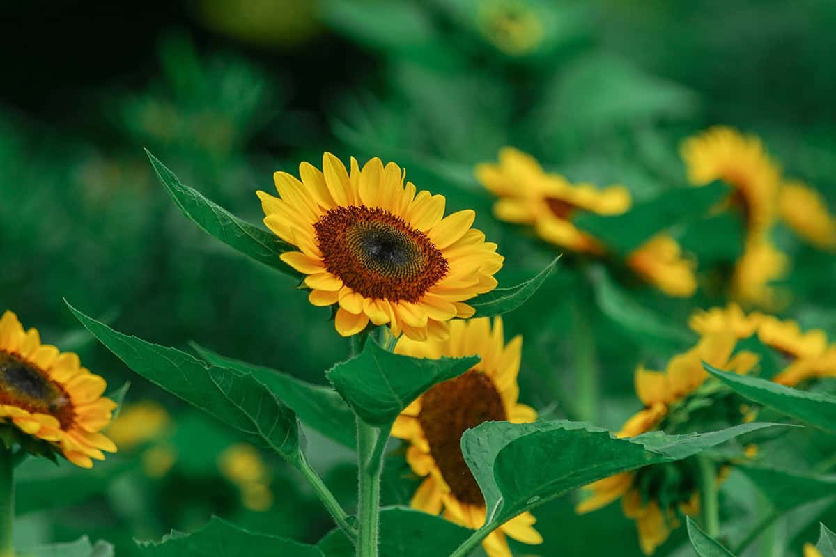 Sunflower