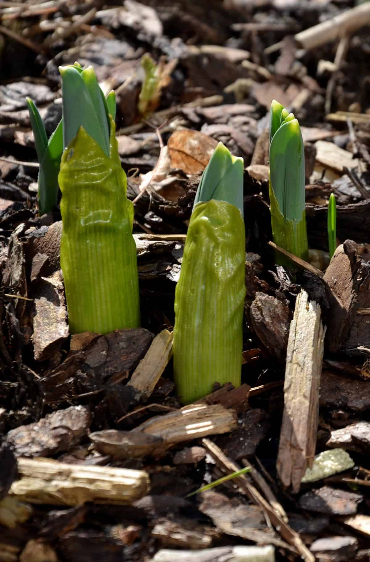 Support Growth With Mulching