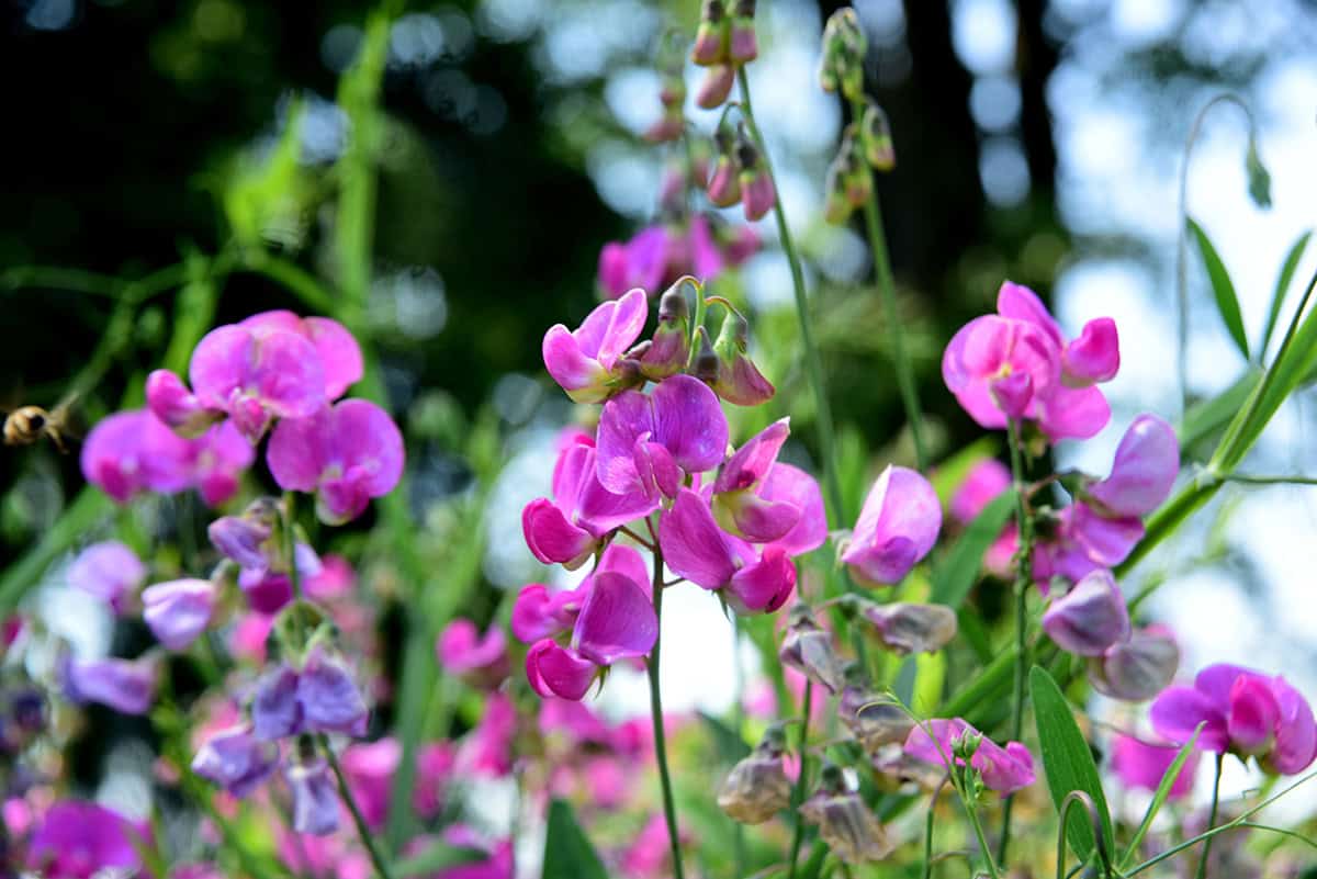 Sweet Pea (Lathyrus spp.)