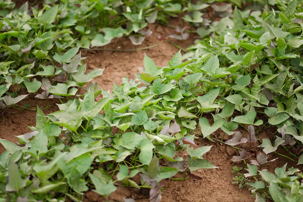 Sweet Potato Vines