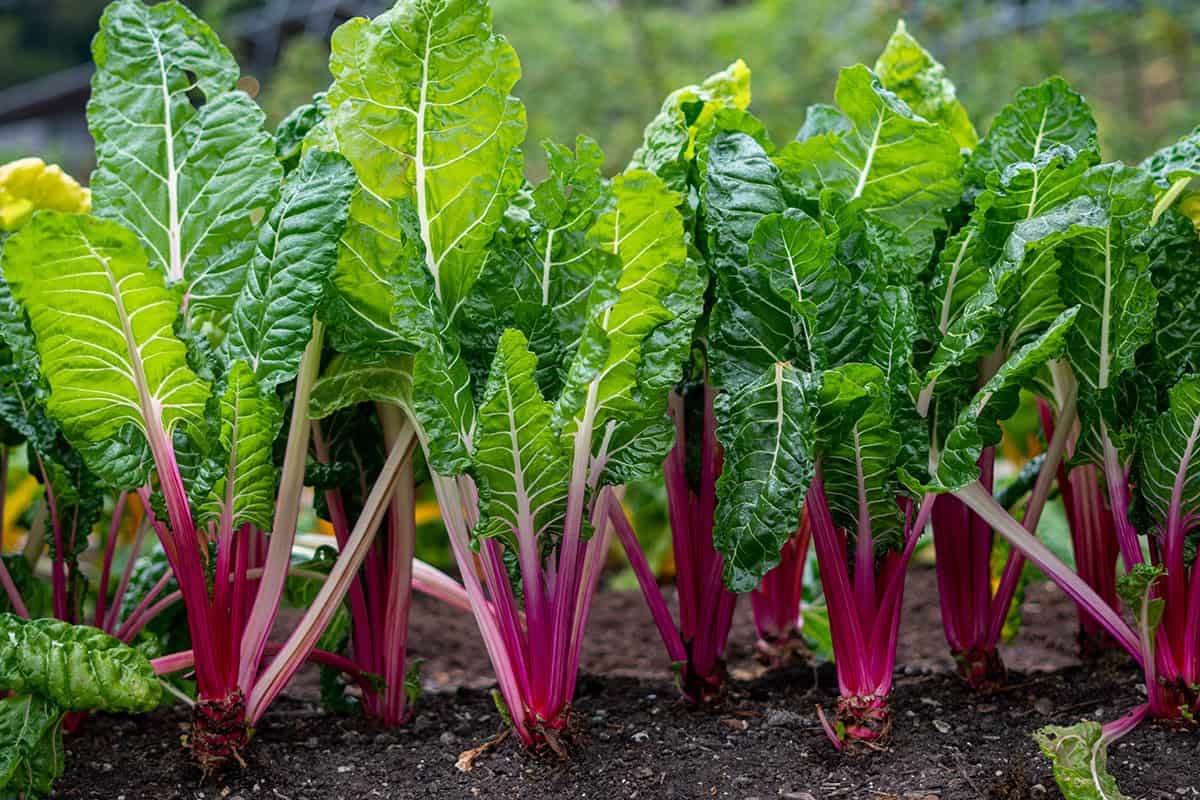 Swiss Chard