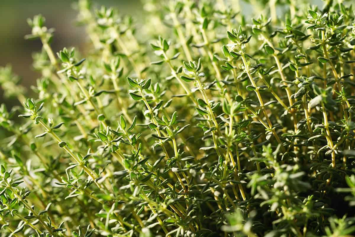 Thyme