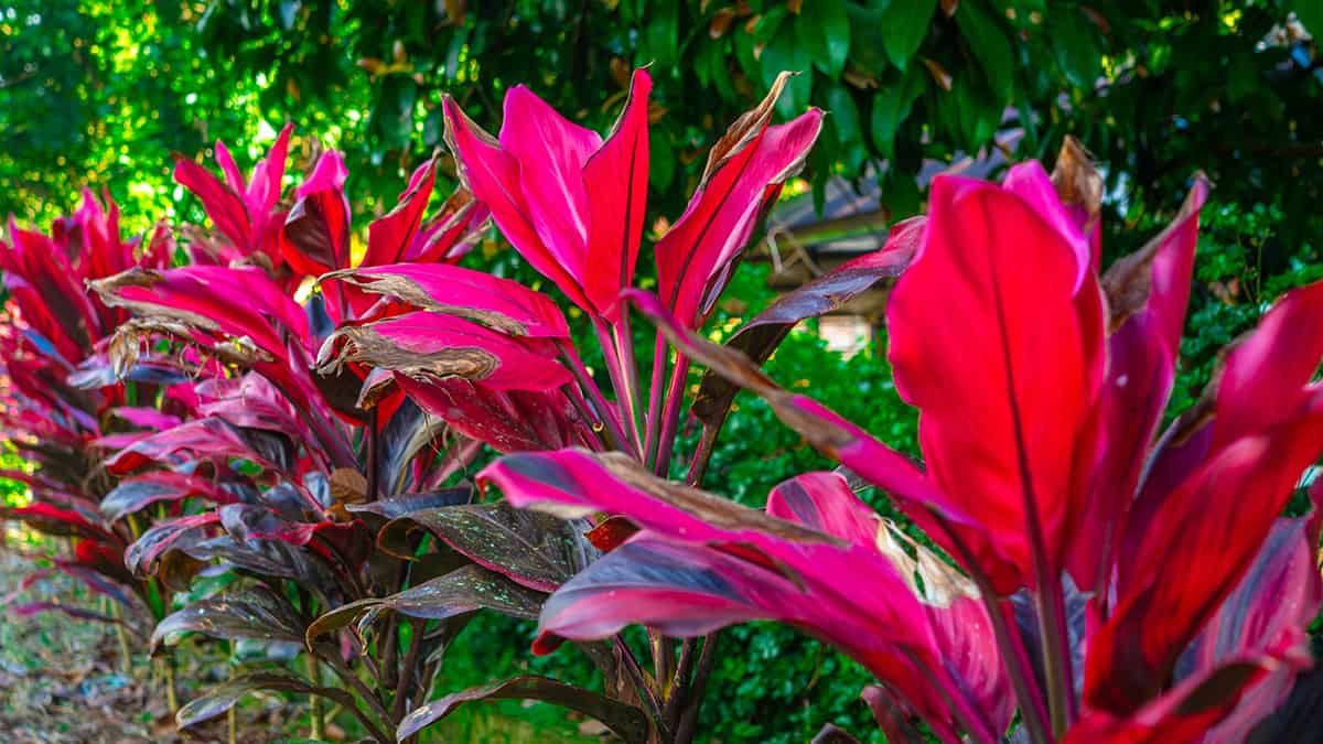 Ti Plant (Cordyline fruticosa)