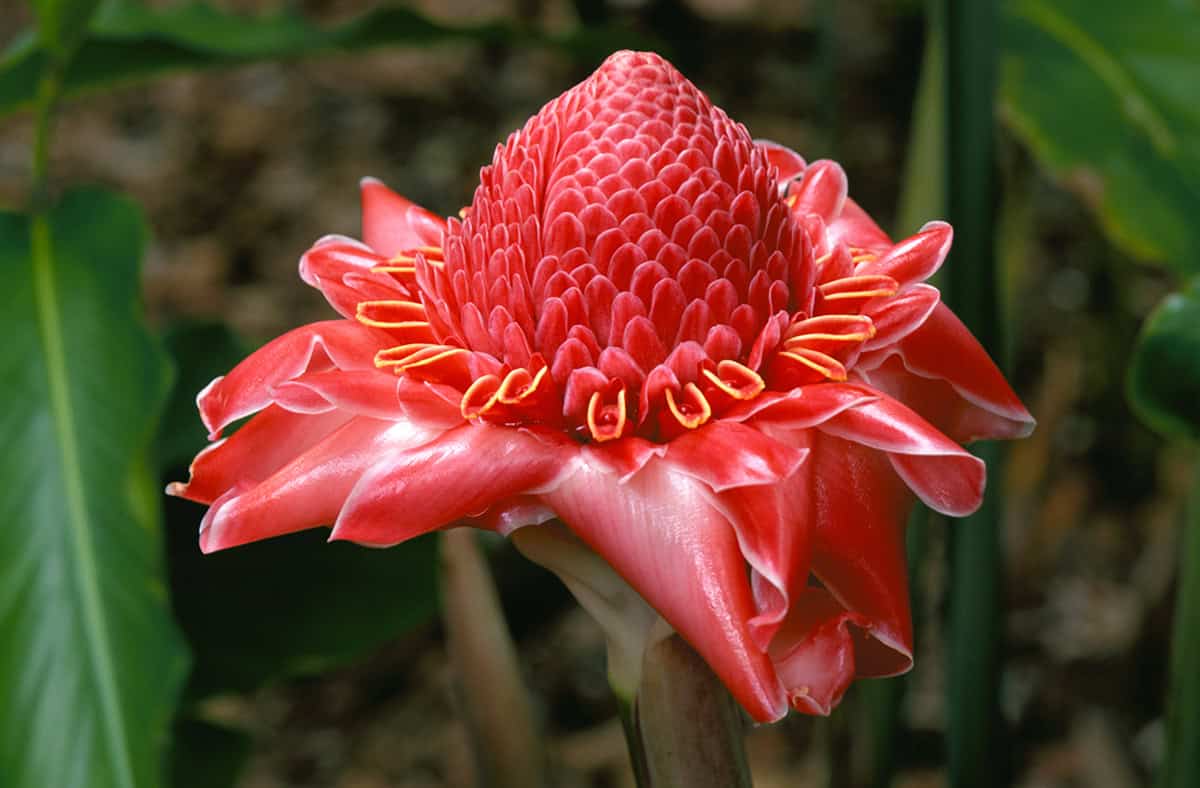 Torch Ginger (Etlingera elatior)