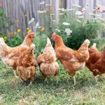 Toxic Flowers To Avoid Around Chickens
