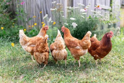 Toxic Flowers To Avoid Around Chickens