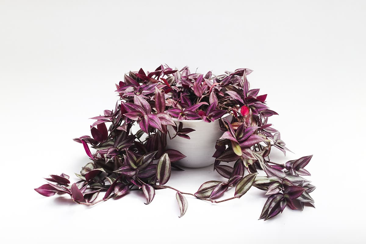 Tradescantia Zebrina (Wandering Jew)