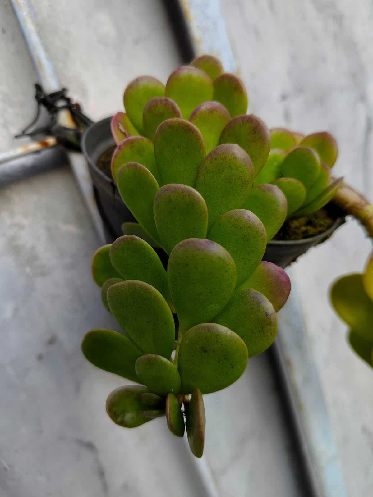 Trailing Jade (Senecio Jacobsenii)