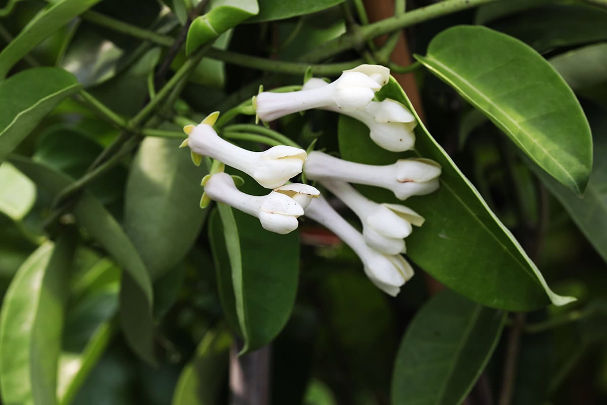 Tuberose