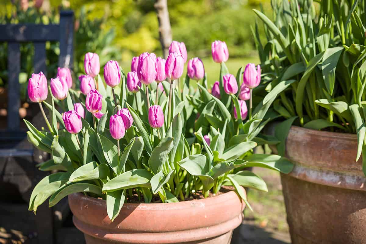 Tulip