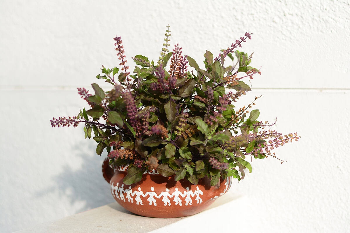 Tulsi (Holy Basil)