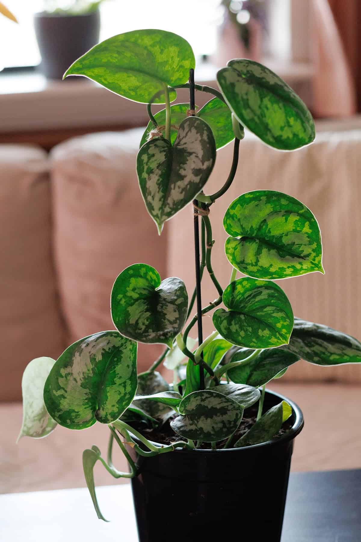 Use Garden Tape or Soft Ties to Secure the Vines