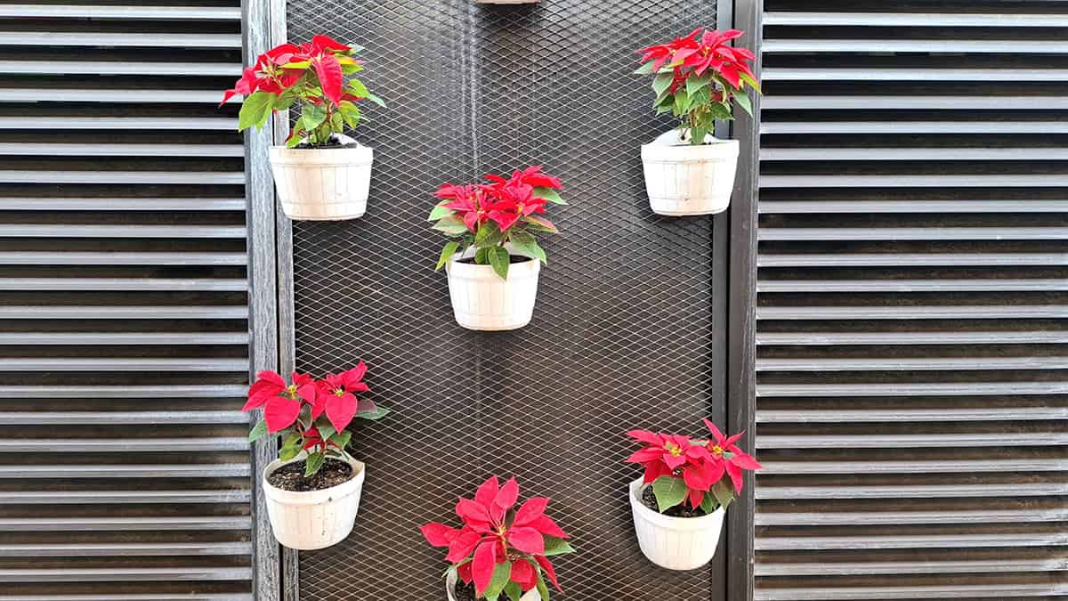Use Vertical Space with Wall Planters or Mounted Pots