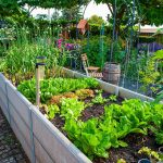 Vegetables That Grow Well In The Shade