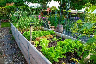 Vegetables That Grow Well In The Shade