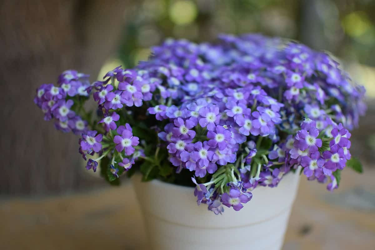 Verbena