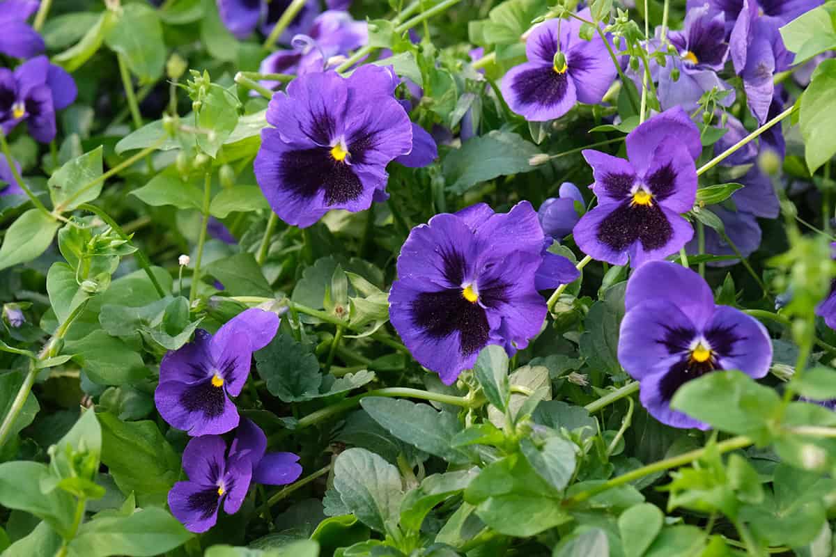 Violets