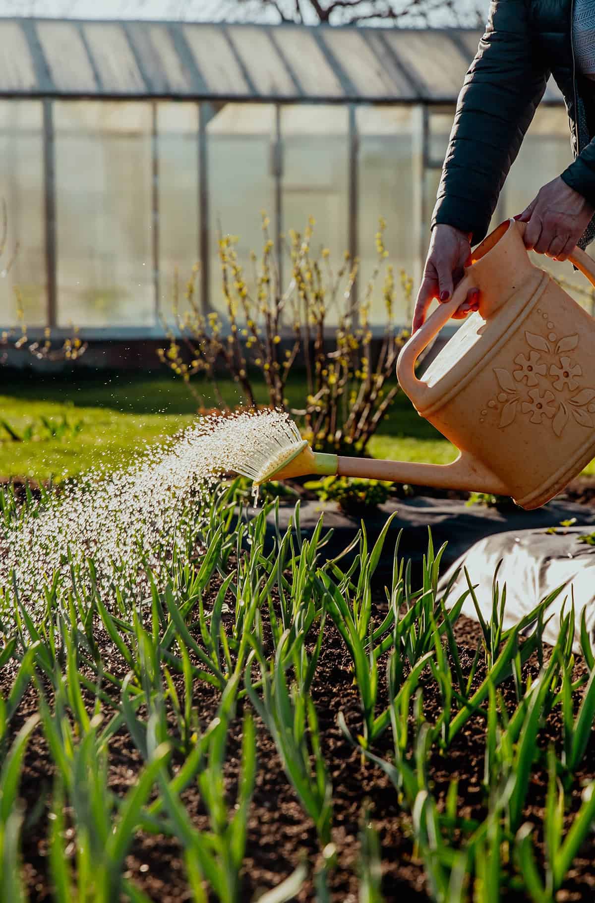 Water Consistently, But Not Excessively