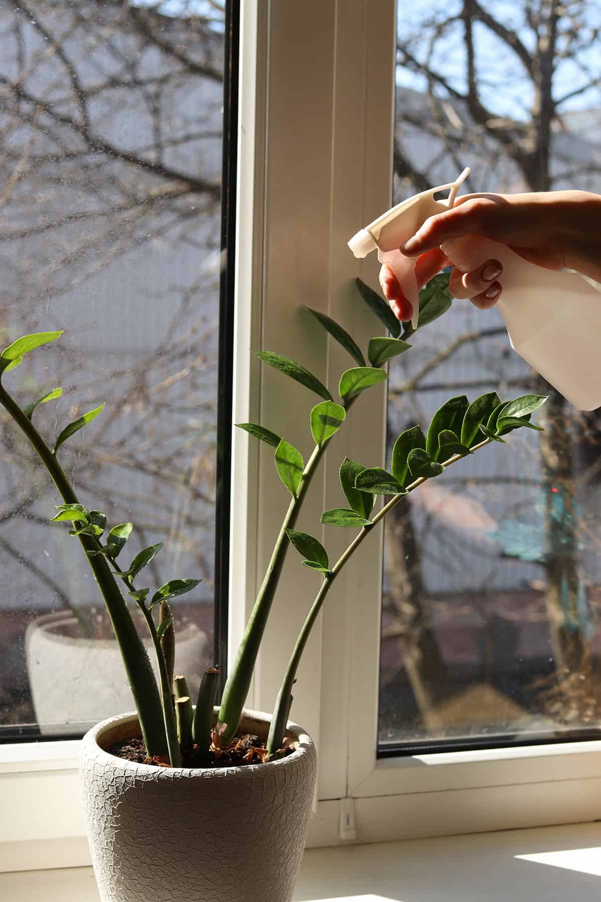 Watering Tips