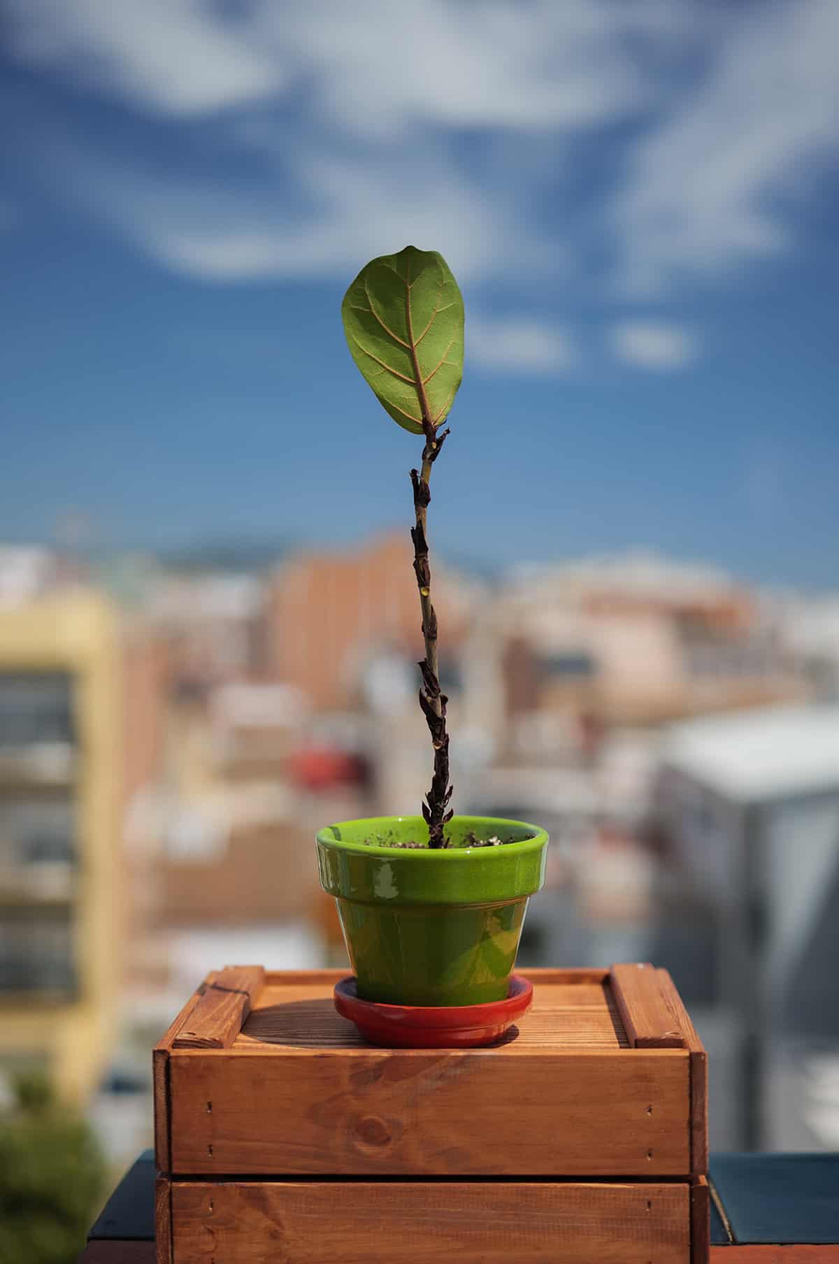 What Does A Leggy Fiddle Leaf Fig Look Like
