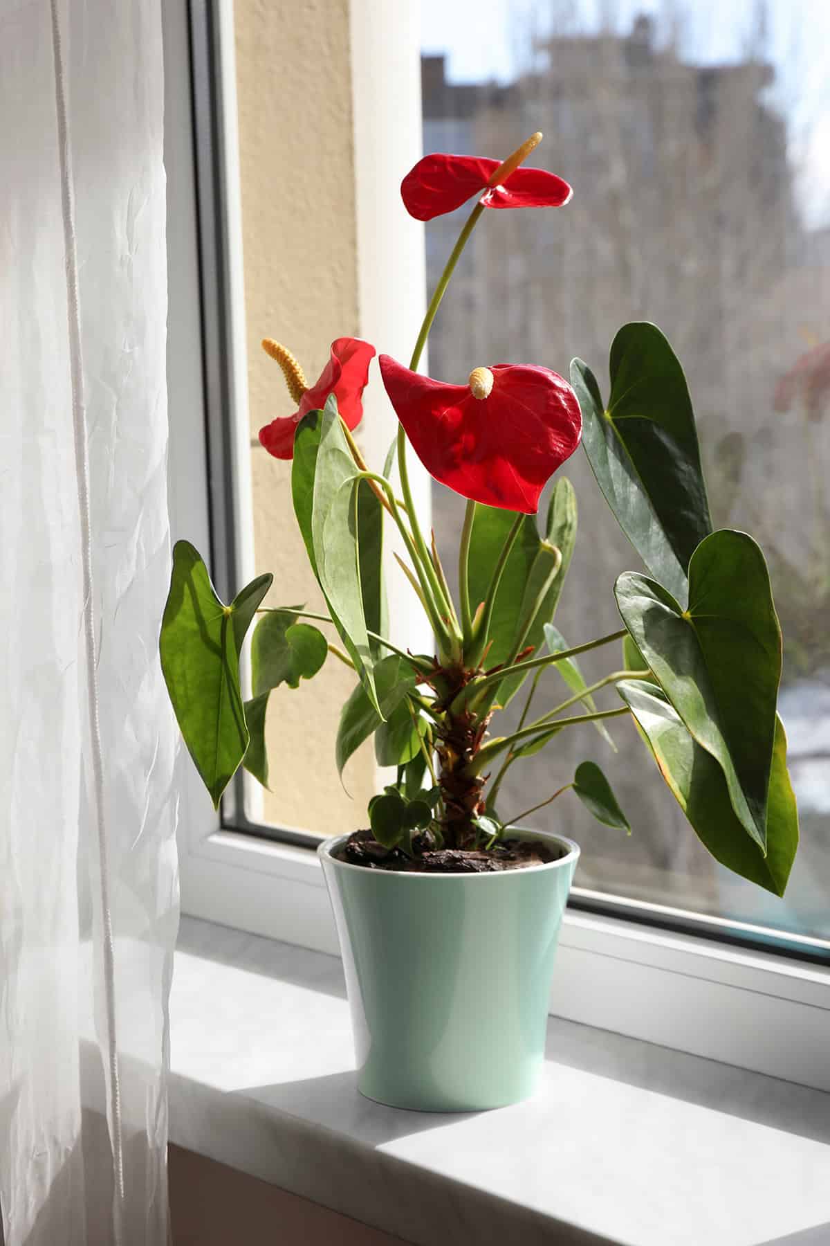 What Is An Anthurium Plant
