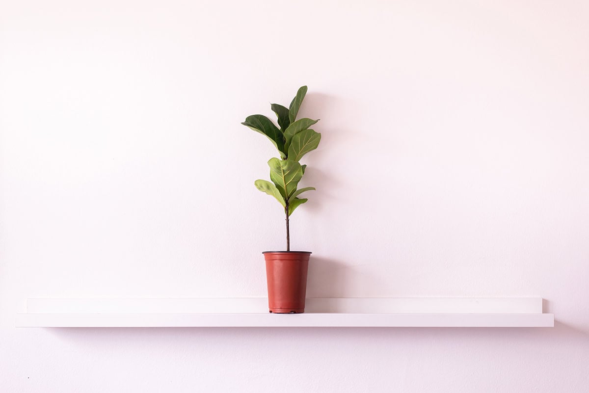 What To Do If Your Fiddle Leaf Fig Is Leggy